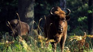 European bisons in Bieszczady